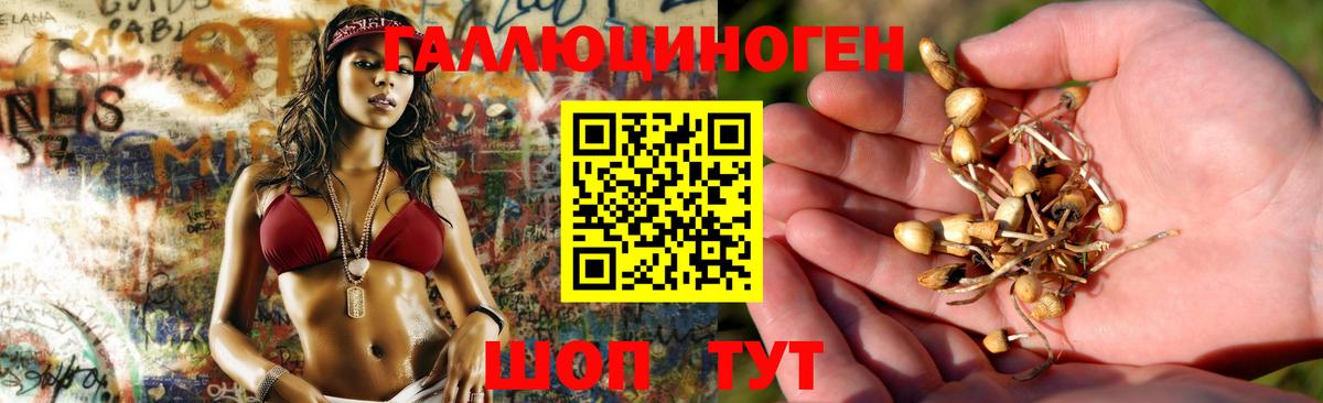 Псилоцибиновые грибы GOLDEN TEACHER  Вход с VPN  Тимашёвск  Галлюциногенные грибы MAGIC MUSHROOMS 